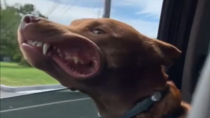 perros.jpg